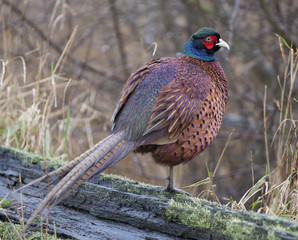Male pheasant