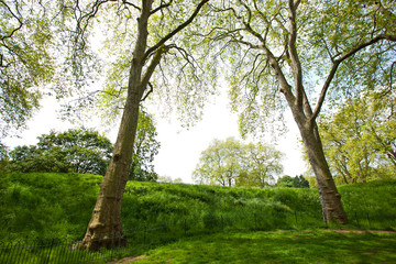 Fototapeta premium Two tall trees next to a small hill