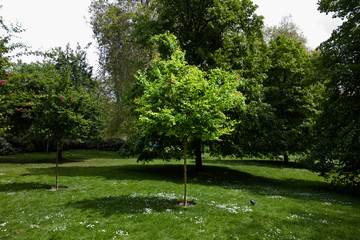 Obraz premium Small tree in the park spot lit by sun