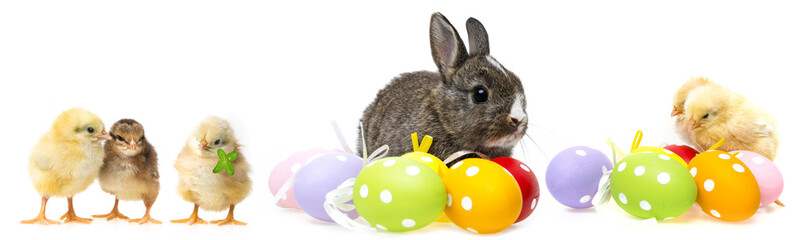 easter eggs and chickens and rabbit isolated on a white background