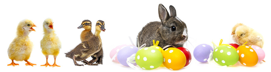 easter eggs and chickens and rabbit isolated on a white background