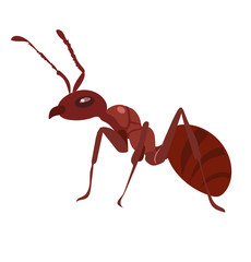 Fire Ant