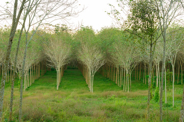Rubber trees in garden