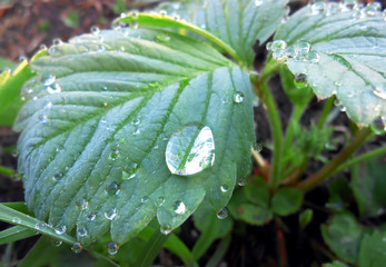 Dew on a strawberry leaf