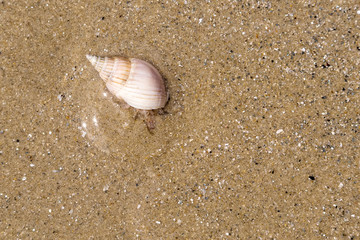 Hermit crab on wet sand