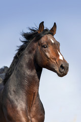 Fototapeta na wymiar Bay horse portrait in motion against beautiful sky