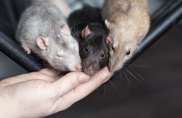 3 rats lick a hand