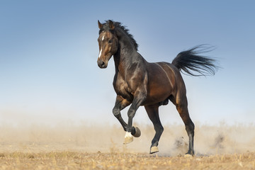 Bay horse run galop dans la poussière contre le ciel bleu