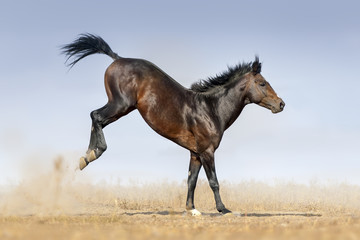 Fototapeta na wymiar Bay horse run and jump in dust against blue sky