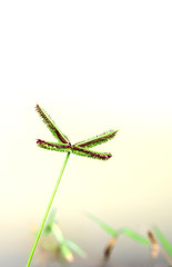 Flower of Crowfoot grass