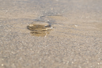 Jelly fish on sand with shallow water