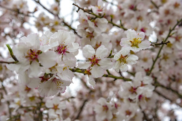 Fototapeta premium View of almond tree blooming with beautiful flowers in february in the Algarve region,