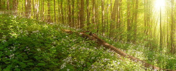 Beautiful summer forest of beech tree and lunaria flowers in sunlight. Panorama of amazing beauty of summer forest
