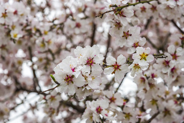 Fototapeta premium View of almond tree blooming with beautiful flowers in february in the Algarve region,
