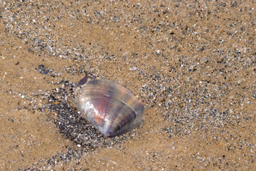 Pippy shell on wet sand