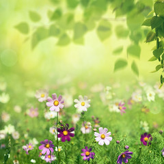 Fototapety  Piękna letnia łąka z kwitnącymi kwiatami, sezonowe abstrakcyjne tła