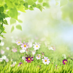 Fototapeta na wymiar Beauty summer meadow with blooming flowers, seasonal abstract backgrounds