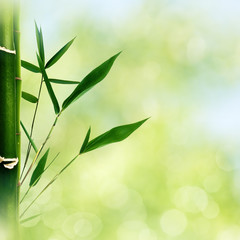 Oriental abstract backgrounds with bamboo grass and beauty summer bokeh