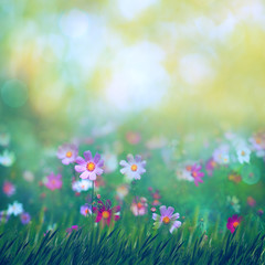 Fototapeta na wymiar Beauty summer meadow with blooming flowers, seasonal abstract backgrounds