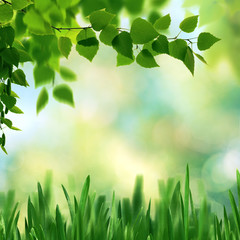 Beech fores, abstract spring backgrounds with beech tree and green grass