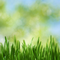 Fototapeta premium Beauty seasonal landscape with green growing grass and natural bokeh