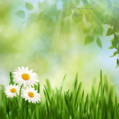 Beauty noon time on the summer meadow, abstract seasonal backgrounds