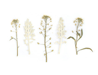 Pressed Dried Herbarium of Various Plants