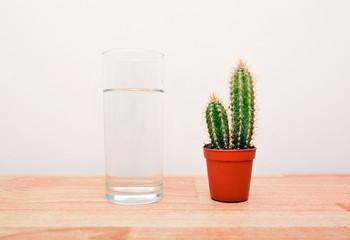 Cactus houseplant next to a full glass of water