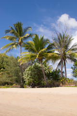 Fototapeta na wymiar Palm trees and sand