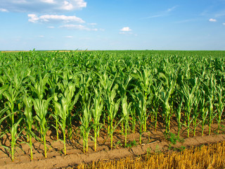 Cornfield with Clouds on Bright Summer Day