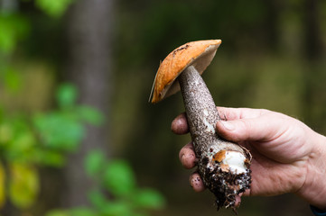 beautiful edible mushroom closeup in hand