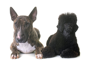 black dwarf poodle and bull terrier