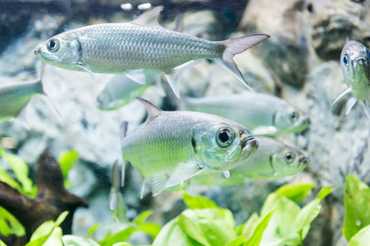 Tarpon Indo-Pacific Or Megalops Cyprinoides Fish