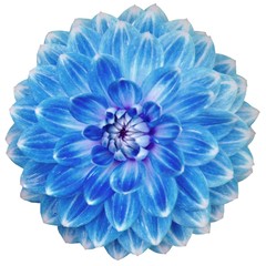 Close-up of single blooming blue dahlia flower isolated on white background