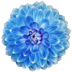 Tableaux ronds sur aluminium Dahlia Close-up of single blooming blue dahlia flower isolé sur fond blanc