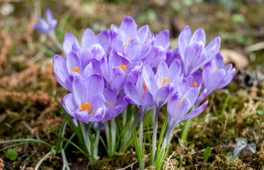 spring violet crocuses in forest