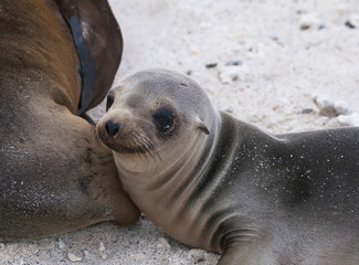 Sea lion