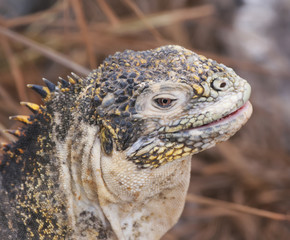 Iguana