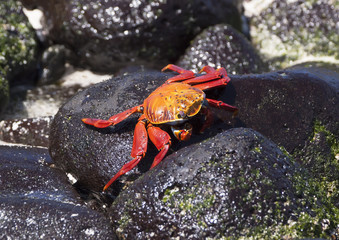 Crab
