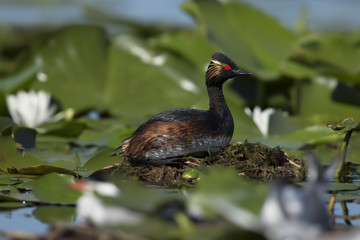  black-necked grebe in the nest