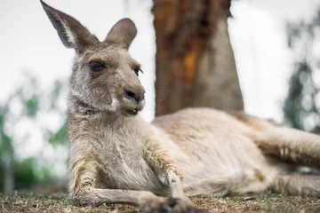 Papier Peint photo autocollant Kangourou Australian kangaroo outdoors during the daytime.