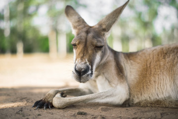 Australian kangaroo outdoors during the daytime.