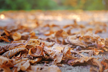 Autumn leaves on ground in park, closeup