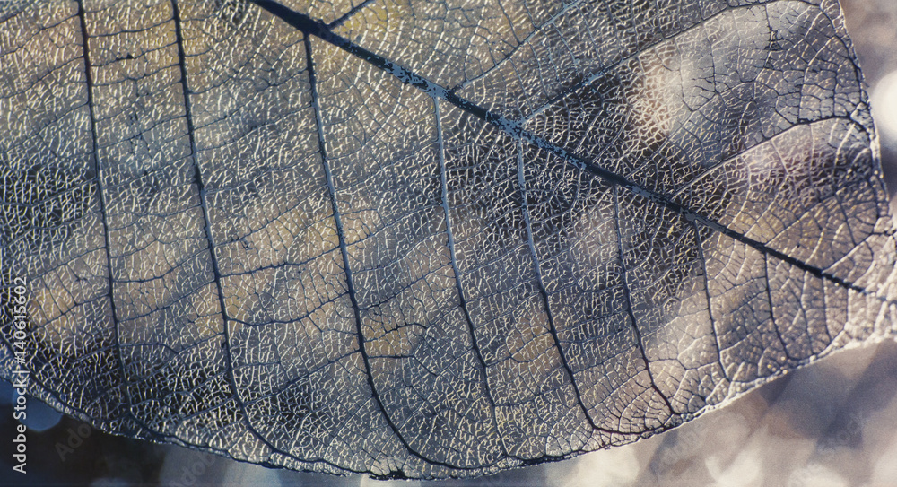 Wall mural Tile, texture of leaves