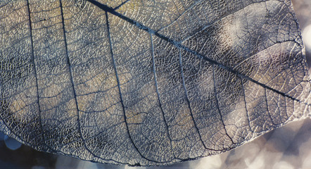 Tuile, texture des feuilles