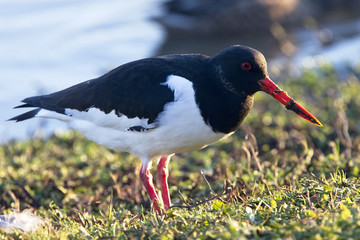 Eurasian Oystercatcher, (Haematopus ostralegus), near water's edge, Gloucestershire, England, UK.