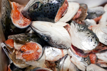 Close-up of chopped fishes in market