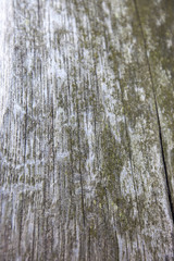 Obraz premium Full frame shot of tree trunk with moss