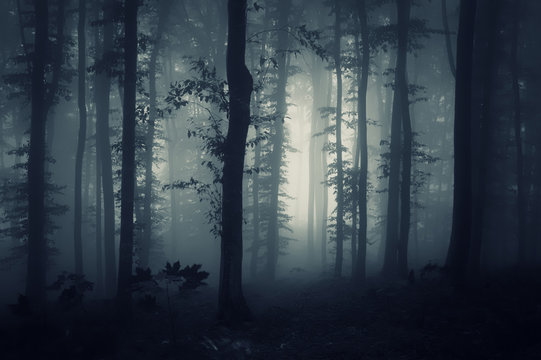 Fototapeta dark fantasy forest in fog background