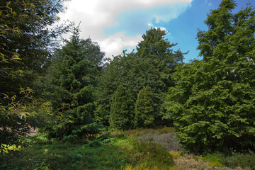 Fototapeta na wymiar View of trees in public park